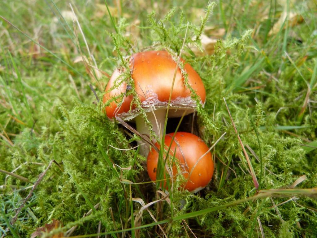 Haus Wald-Eck Lejlighed Schmallenberg Eksteriør billede