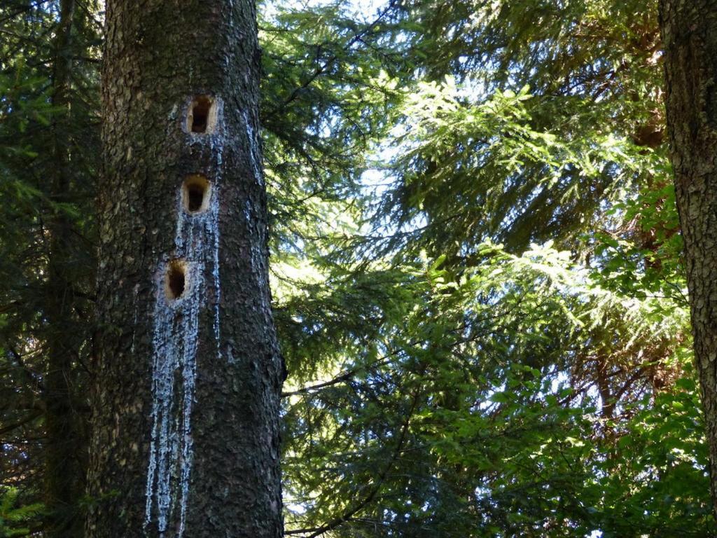 Haus Wald-Eck Lejlighed Schmallenberg Eksteriør billede